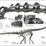 Dinosaurs and Prehistoric Life - thumbnail of spread image 7 Thumbnail image of Dinosaurs and Prehistoric Life - 7