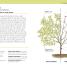 RHS Pruning Plant by Plant - thumbnail of spread image 4 Thumbnail image of RHS Pruning Plant by Plant - 4