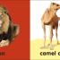 Baby Touch and Feel Bible Animals - thumbnail of spread image 2 Thumbnail image of Baby Touch and Feel Bible Animals - 2