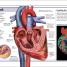 Pocket Eyewitness Human Body - thumbnail of spread image 3 Thumbnail image of Pocket Eyewitness Human Body - 3