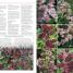 RHS Encyclopedia of Perennials - thumbnail of spread image 4 Thumbnail image of RHS Encyclopedia of Perennials - 4