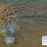It Can't Be True! Animals! - thumbnail of spread image 6 Thumbnail image of It Can't Be True! Animals! - 6