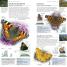 Butterflies and Moths - thumbnail of spread image 3 Thumbnail image of Butterflies and Moths - 3