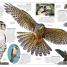 DK Eyewitness Books: Eagle and Birds of Prey - thumbnail of spread image 3 Thumbnail image of DK Eyewitness Books: Eagle and Birds of Prey - 3