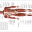 The Concise Human Body Book - thumbnail of spread image 5 Thumbnail image of The Concise Human Body Book - 5