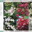RHS Gardening Month by Month - thumbnail of spread image 3 Thumbnail image of RHS Gardening Month by Month - 3