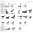 What's that Bird? - thumbnail of spread image 3 Thumbnail image of What's that Bird? - 3