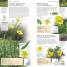 Wild Flowers - thumbnail of spread image 4 Thumbnail image of Wild Flowers - 4