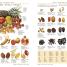 5 Language Visual Dictionary - thumbnail of spread image 3 Thumbnail image of 5 Language Visual Dictionary - 3