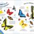 RHS How Does a Butterfly Grow? - thumbnail of spread image 3 Thumbnail image of RHS How Does a Butterfly Grow? - 3