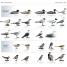 RSPB What's that Bird? - thumbnail of spread image 2 Thumbnail image of RSPB What's that Bird? - 2
