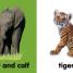Baby Touch and Feel Wild Animals - thumbnail of spread image 1 Thumbnail image of Baby Touch and Feel Wild Animals - 1
