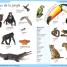 First French Dictionary - thumbnail of spread image 3 Thumbnail image of First French Dictionary - 3