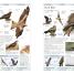 RSPB Complete Birds of Britain and Europe - thumbnail of spread image 3 Thumbnail image of RSPB Complete Birds of Britain and Europe - 3