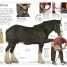 DK Eyewitness Books: Horse - thumbnail of spread image 4 Thumbnail image of DK Eyewitness Books: Horse - 4