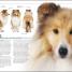 The Complete Dog Breed Book - thumbnail of spread image 6 Thumbnail image of The Complete Dog Breed Book - 6