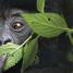 Animal - thumbnail of spread image 4 Thumbnail image of Animal - 4