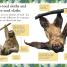 Sloths - thumbnail of spread image 2 Thumbnail image of Sloths - 2