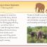 DK Readers L3: Hope for the Elephants - thumbnail of spread image 3 Thumbnail image of DK Readers L3: Hope for the Elephants - 3