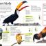 DKfindout! Birds - thumbnail of spread image 4 Thumbnail image of DKfindout! Birds - 4