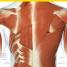 The Complete Human Body - thumbnail of spread image 7 Thumbnail image of The Complete Human Body - 7