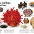 The Rock and Gem Book - thumbnail of spread image 4 Thumbnail image of The Rock and Gem Book - 4