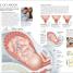 The Science of Pregnancy - thumbnail of spread image 6 Thumbnail image of The Science of Pregnancy - 6
