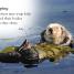 Sea Otters - thumbnail of spread image 3 Thumbnail image of Sea Otters - 3