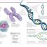 Biology - thumbnail of spread image 4 Thumbnail image of Biology - 4
