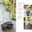 Bonsai - thumbnail of spread image 7 Thumbnail image of Bonsai - 7