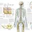 The Human Brain Book - thumbnail of spread image 3 Thumbnail image of The Human Brain Book - 3