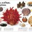The Rock and Gem Book - thumbnail of spread image 4 Thumbnail image of The Rock and Gem Book - 4