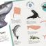 Ultimate Sticker Book: Sharks - thumbnail of spread image 4 Thumbnail image of Ultimate Sticker Book: Sharks - 4