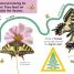 Follow the Trail: Bugs - thumbnail of spread image 1 Thumbnail image of Follow the Trail: Bugs - 1