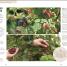 Grow Food for Free - thumbnail of spread image 6 Thumbnail image of Grow Food for Free - 6
