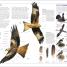 RSPB Birds of Britain and Europe - thumbnail of spread image 1 Thumbnail image of RSPB Birds of Britain and Europe - 1