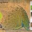 DKfindout! Animals - thumbnail of spread image 4 Thumbnail image of DKfindout! Animals - 4