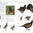 RSPB Birds of Britain and Europe - thumbnail of spread image 2 Thumbnail image of RSPB Birds of Britain and Europe - 2