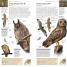 RSPB Pocket Birds of Britain and Europe - thumbnail of spread image 2 Thumbnail image of RSPB Pocket Birds of Britain and Europe - 2