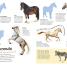 Ultimate Sticker Book: Horses and Ponies - thumbnail of spread image 4 Thumbnail image of Ultimate Sticker Book: Horses and Ponies - 4