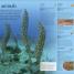 Dinosaurs: A Visual Encyclopedia - thumbnail of spread image 2 Thumbnail image of Dinosaurs: A Visual Encyclopedia - 2