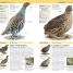 Nature Guide Birds of the World - thumbnail of spread image 3 Thumbnail image of Nature Guide Birds of the World - 3