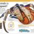 It Can't Be True! Animals! - thumbnail of spread image 7 Thumbnail image of It Can't Be True! Animals! - 7