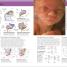 The Science of Pregnancy - thumbnail of spread image 5 Thumbnail image of The Science of Pregnancy - 5