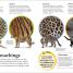 DKfindout! Big Cats - thumbnail of spread image 3 Thumbnail image of DKfindout! Big Cats - 3