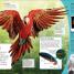DKfindout! Birds - thumbnail of spread image 4 Thumbnail image of DKfindout! Birds - 4