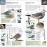 RSPB Pocket Birds - thumbnail of spread image 4 Thumbnail image of RSPB Pocket Birds - 4