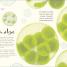 The Wonders of Nature - thumbnail of spread image 7 Thumbnail image of The Wonders of Nature - 7