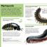Pocket Genius: Bugs - thumbnail of spread image 4 Thumbnail image of Pocket Genius: Bugs - 4