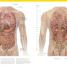 The Complete Human Body - thumbnail of spread image 5 Thumbnail image of The Complete Human Body - 5